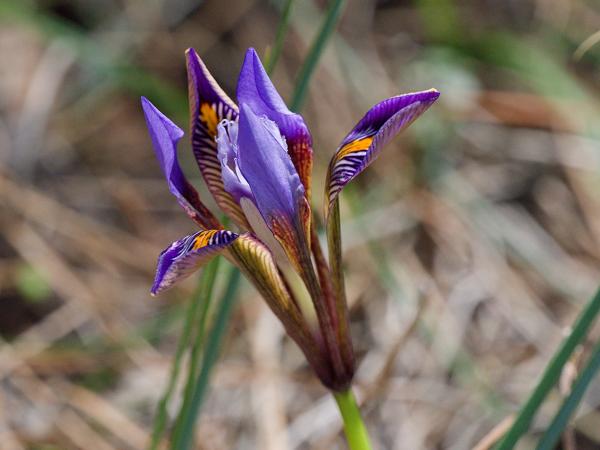 <h3><a href="/trips/kreta/biota/plantae/tracheophyta/liliopsida/asparagales/iridaceae/iris unguicularis cretensis/iris unguicularis cretensis-nl.html">Iris&nbsp;unguicularis&nbsp;cretensis</a> / Algerian&nbsp;iris / </h3>OM-1 Mark II met OLYMPUS M.150-400mm F4.5, 1/800 sec  bij F6.3, ISO 2000, afstand 1.815&nbsp;m
